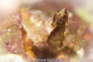 Severns' pygmy seahorse. by Mehmet Salih Bilal 